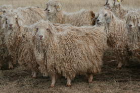 Angora female